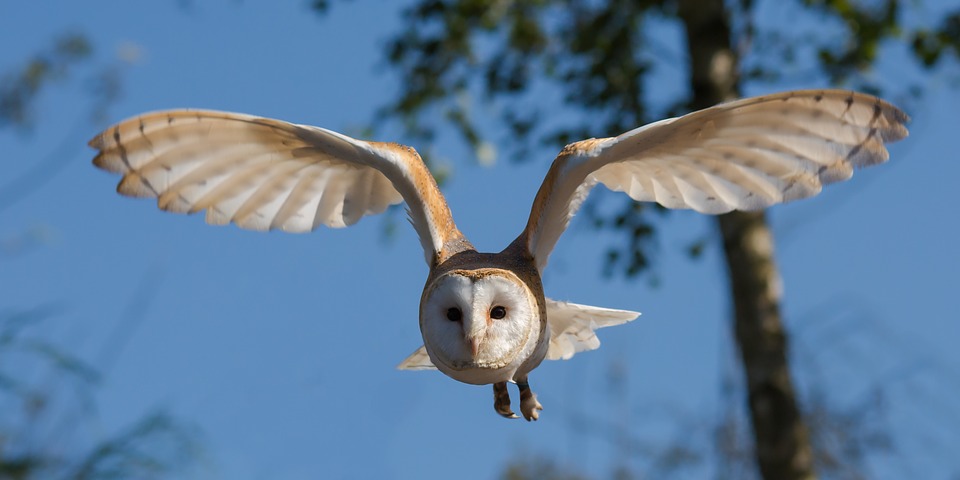 barn-owl-1107397_960_720